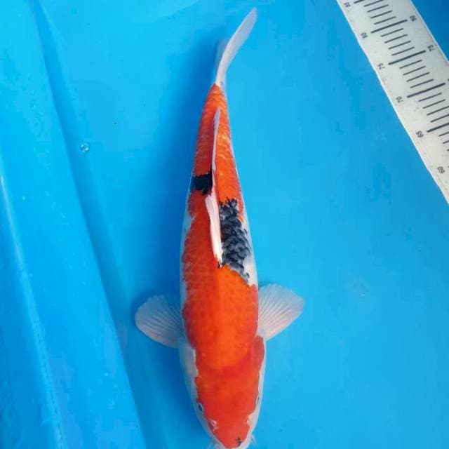 Showa Jumbo 48cm