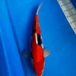 Showa Jumbo 48cm