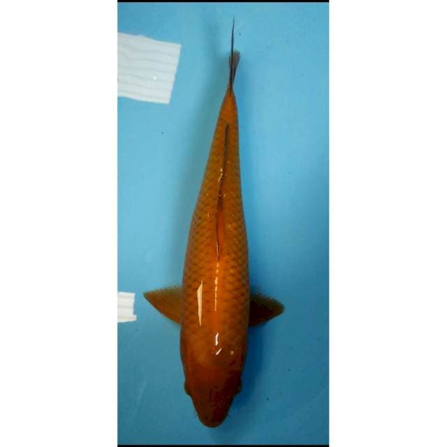 Chagoi Tembaga joz 35cm
