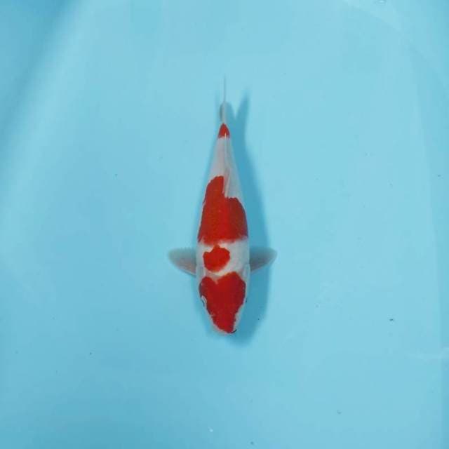 CEPLOK