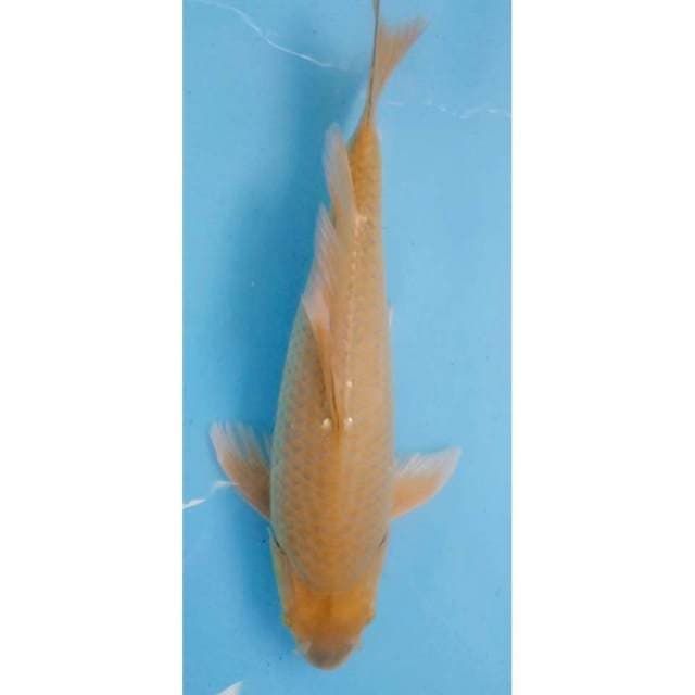 Midorigoi Punuk 36cm