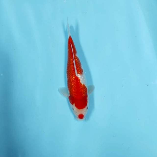 GINRIN KUCIBENI
