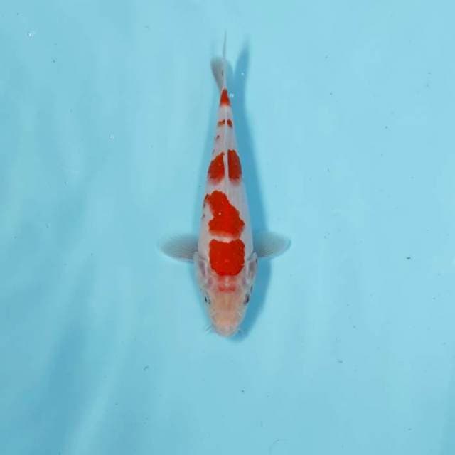 CEPLOK