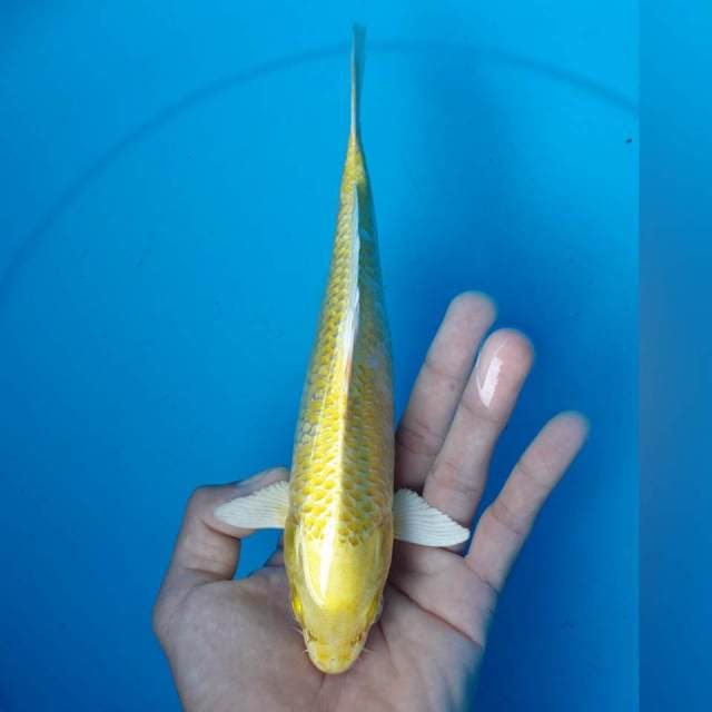 YAMABUKI MALE