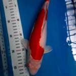 Kohaku merona
