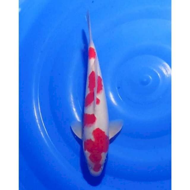 HQ Strong Kohaku Original 34cm (M)
