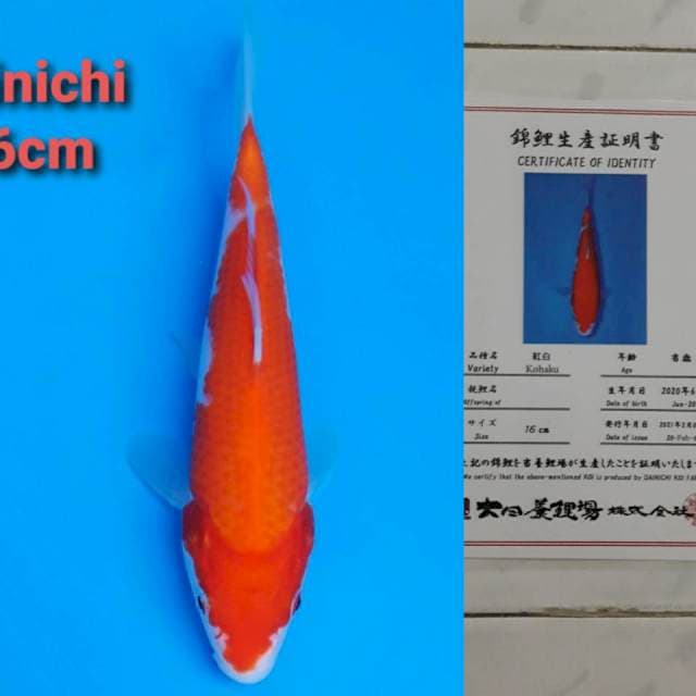 Dainichi Kohaku 17cm certi