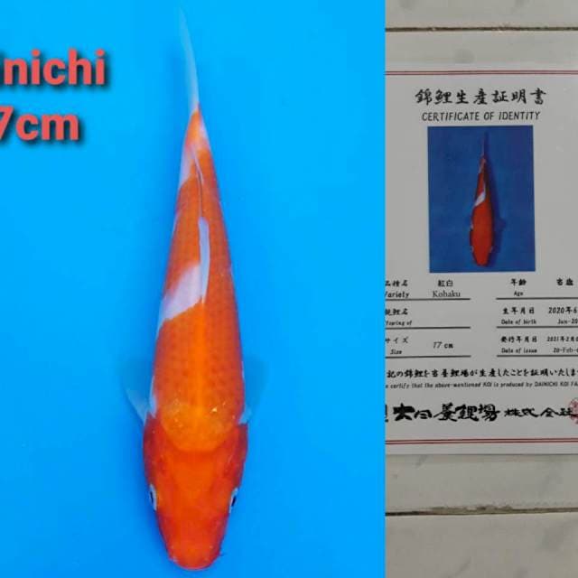 Dainichi Kohaku 18cm verti