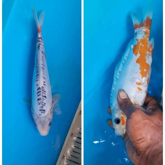 Shusui 25cm 