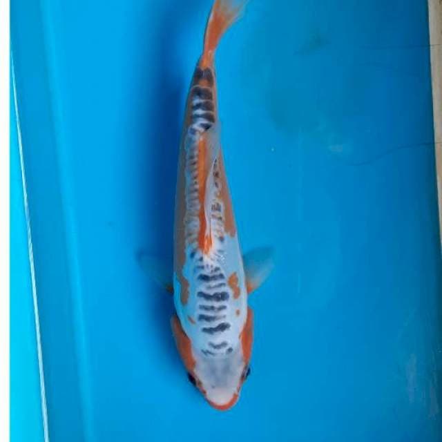 Shusui 23cm 