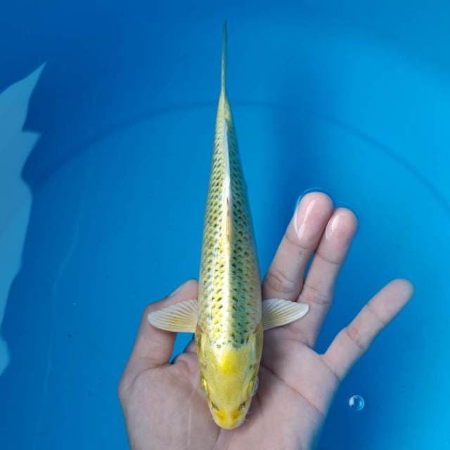 KlN MATSUBA MALE