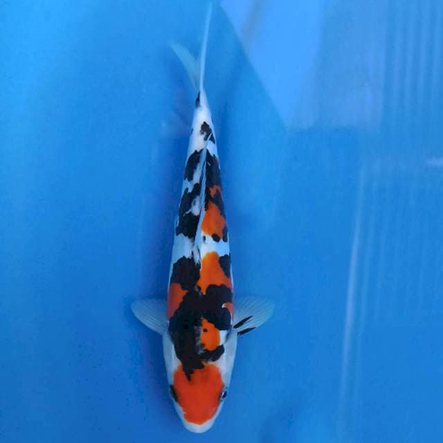 Maruten Doitsu murni