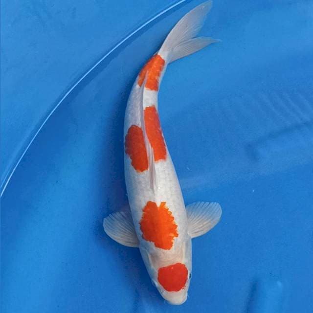 Yondan Kohaku