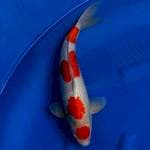 Yondan Kohaku