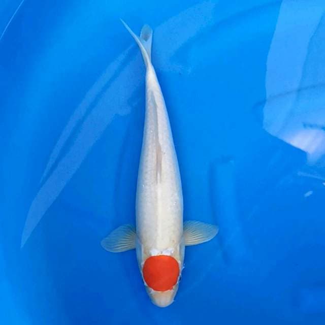 Tancho Kohaku