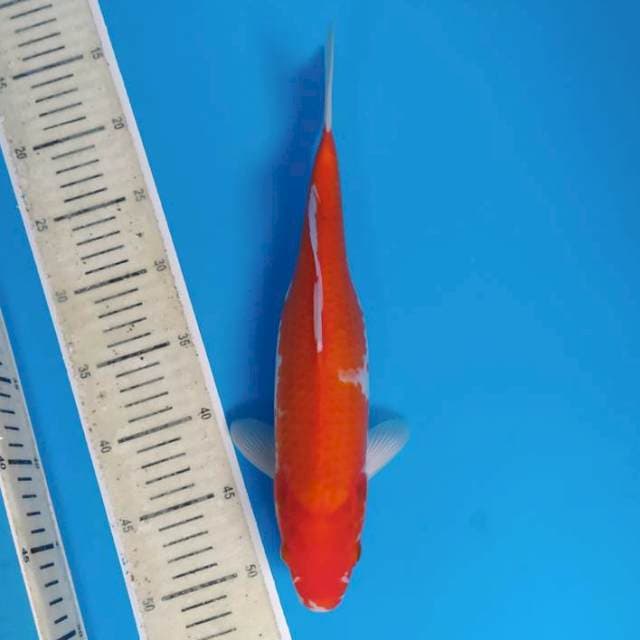 Kohaku ~35