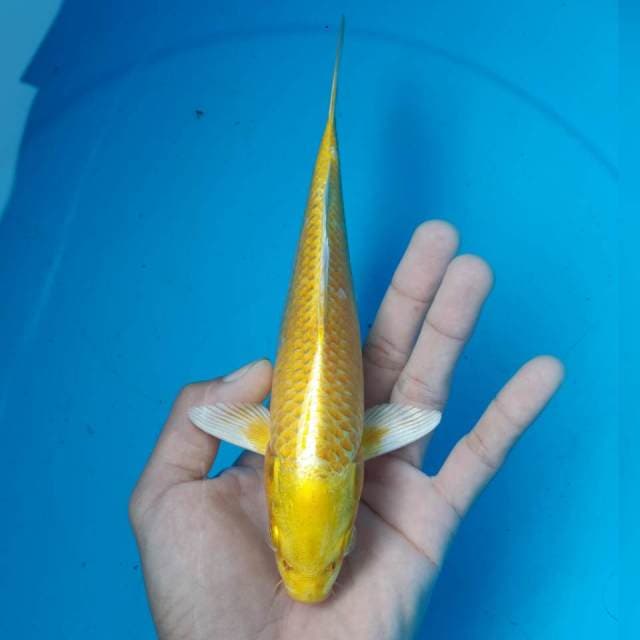 YAMABUKI SPESIAL
