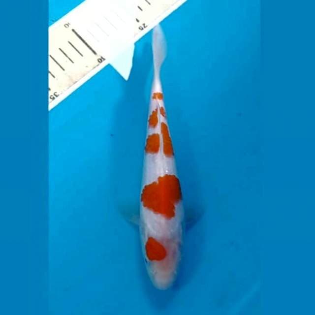 Kohaku, 19 cm