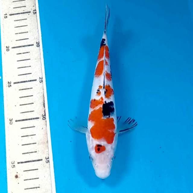 Sanke, 20 cm