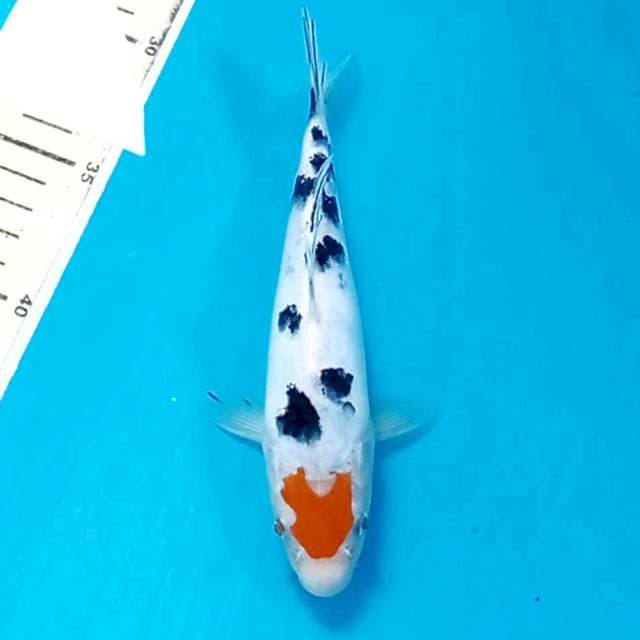 Tancho sanke, 18 cm