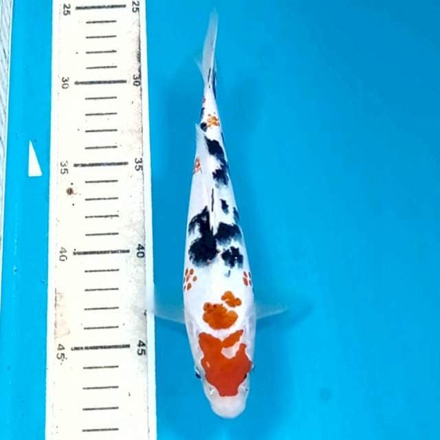 Sanke, 20 cm