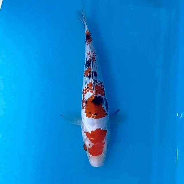Sanke, 19 cm