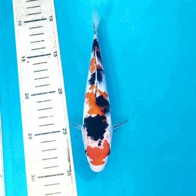 Sanke, 19 cm