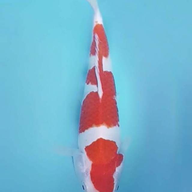 Kohaku 25cm