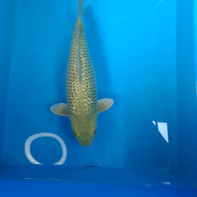 Midori blink blink semox  45 bu " 😍🤩 (kang Purnadi)