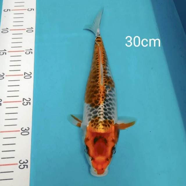 Kujaku 30cm