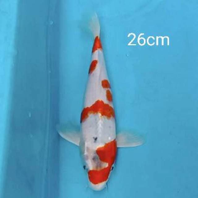 Goshiki 26cm