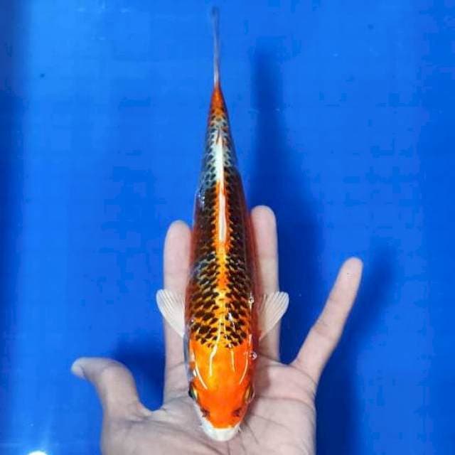 Goshiki 23 cm