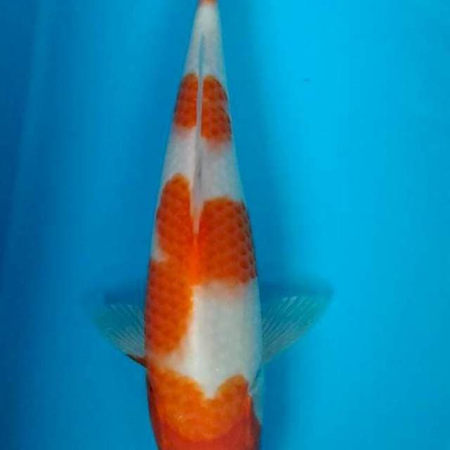 kohaku