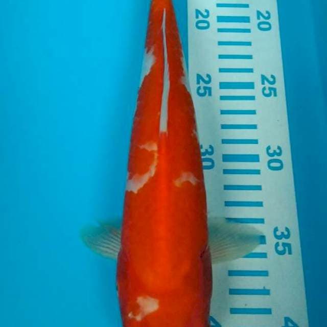 kohaku