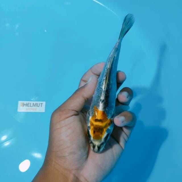 tanco ori kiko 20cm
