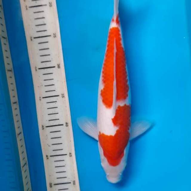 Kohaku 32cm