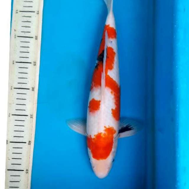 Sanke 37cm