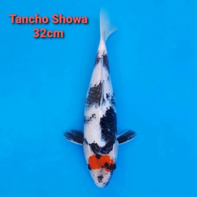 F1 Tancho Showa 32cm