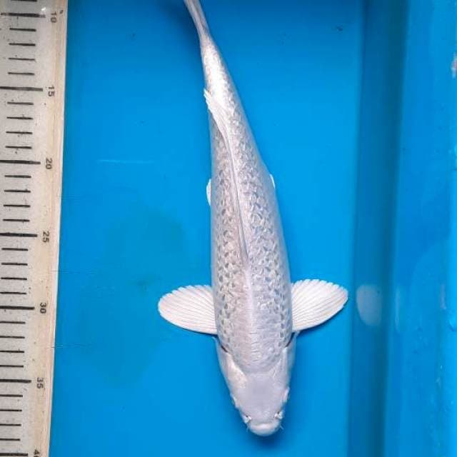 Platinum gindrin 33cm 