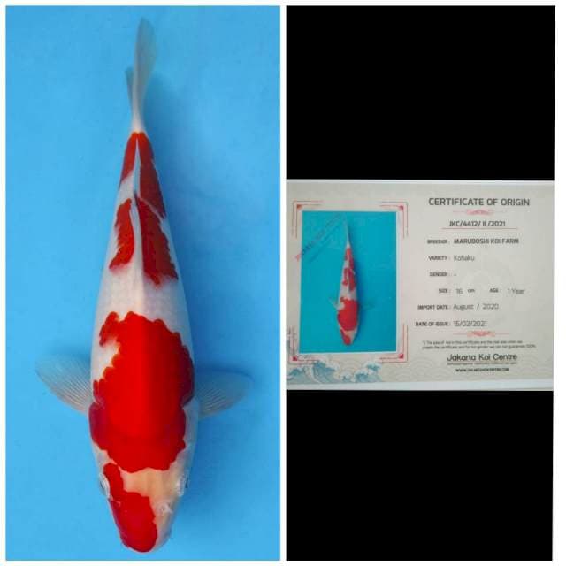 Maruboshi Kohaku