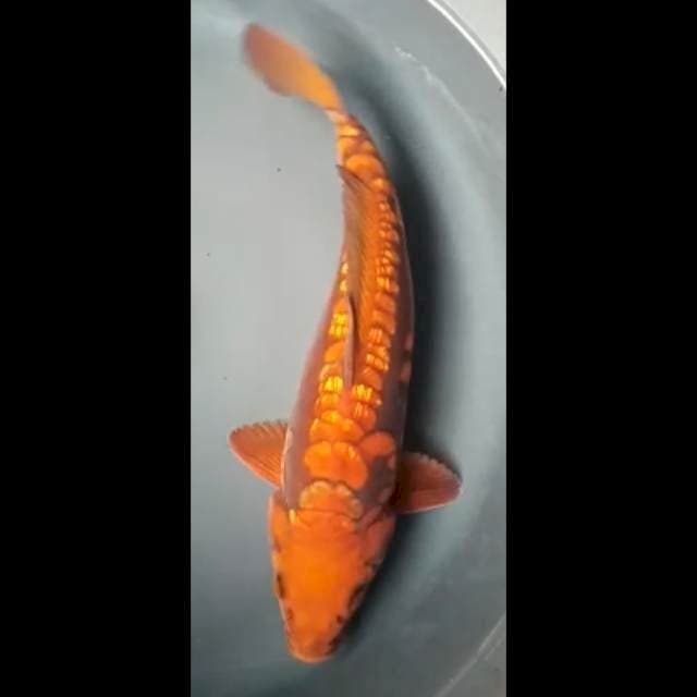 CHAGOI TEMBAGA DOITSU ARAGOKE PUNUK 31 Cm