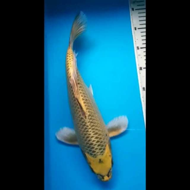 KIN MATSUBA KUMPAY PUNUK 37 Cm