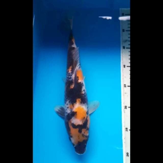 KIN SHOWA 35 Cm
