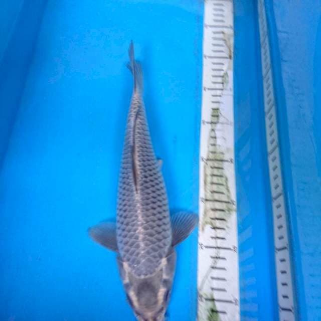 Mukashi 31 cm