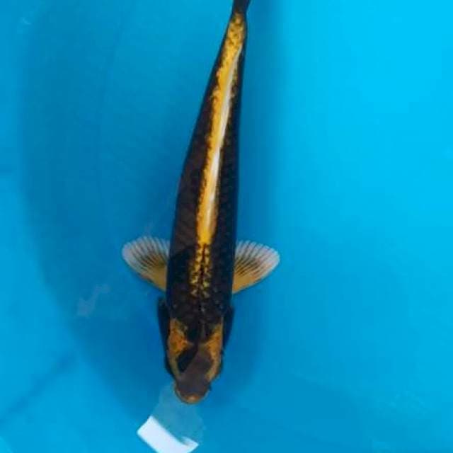 Kabuto Size 27cm