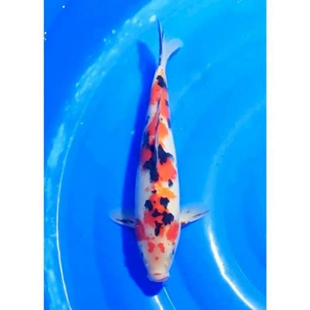 Sanke Pola Unik Original 31cm (F)