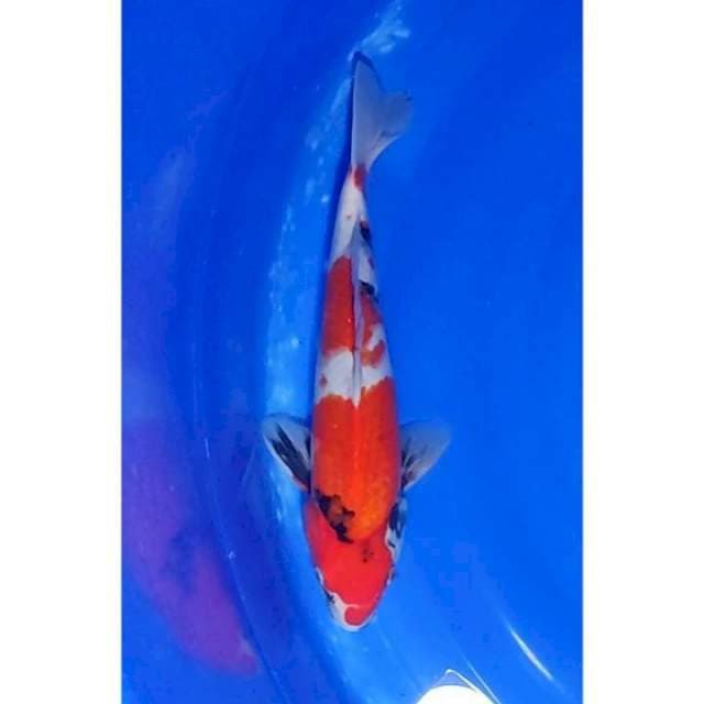 Showa Sanshoku Motogoro 32cm (M)