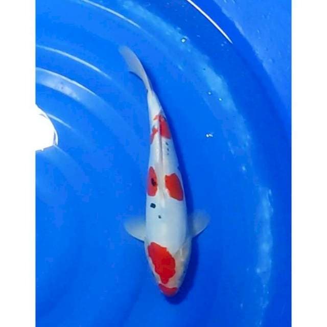 3step Doitsu Sanke Original 31cm (M)