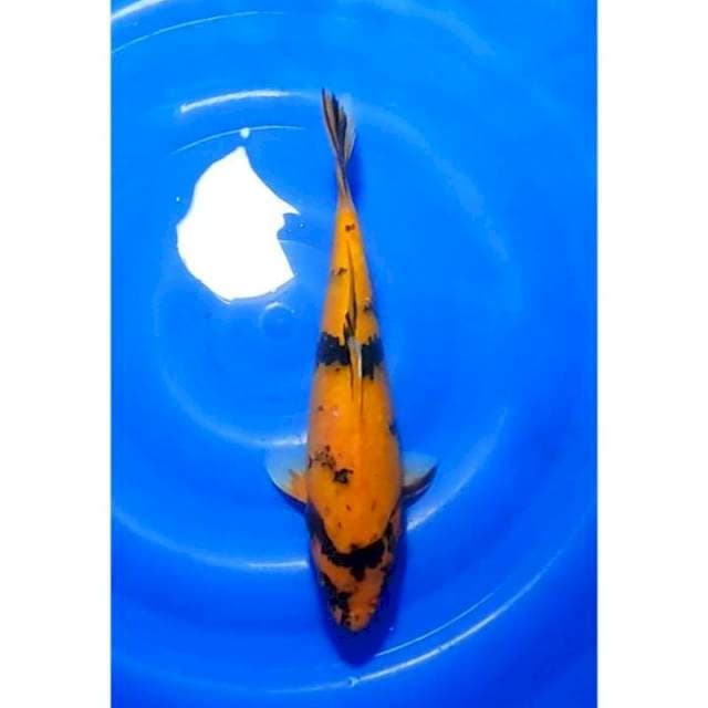 Hi Utsuri Tembus Perut 35cm (F)