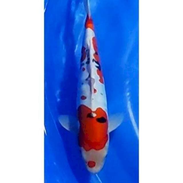 Doitsu Sanke Murni Original Patern 32cm (F)